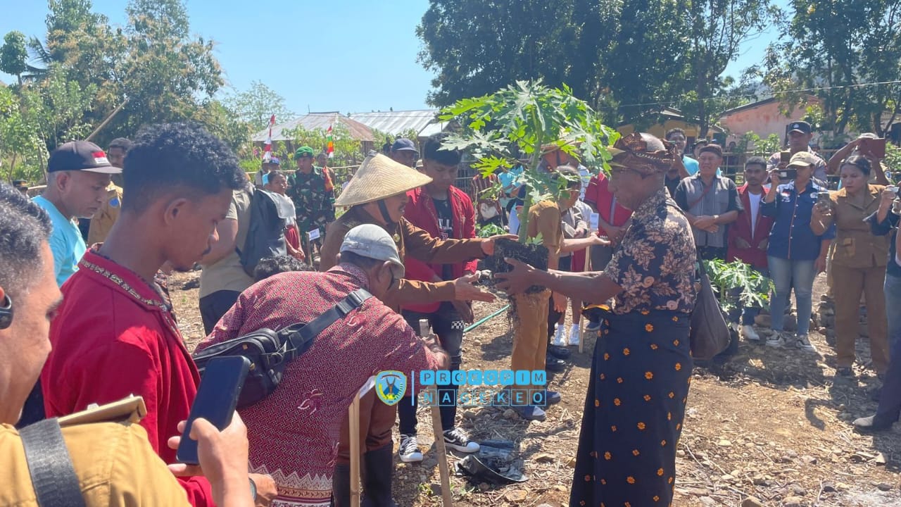 Bupati Nagekeo Tanam Perdana Pepaya California (1)