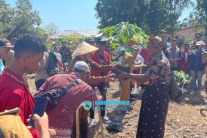 Bupati Nagekeo Tanam Perdana Pepaya California
