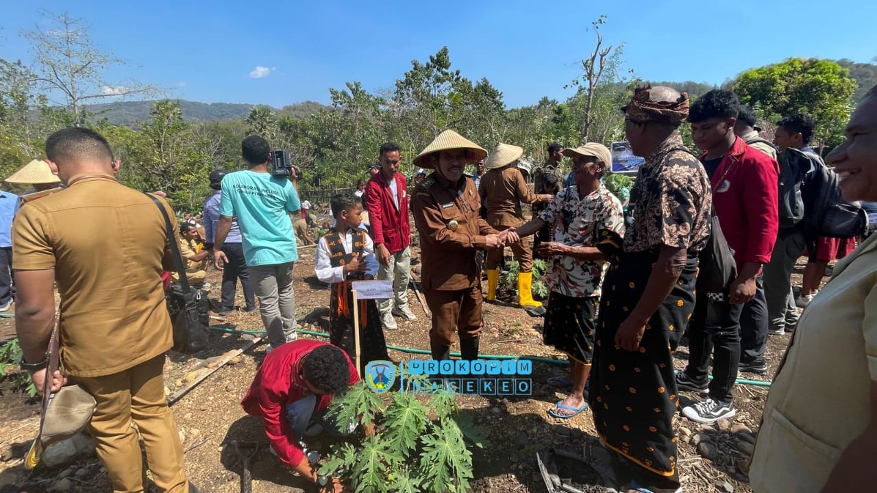 Bupati Nagekeo Tanam Perdana Pepaya California (5)