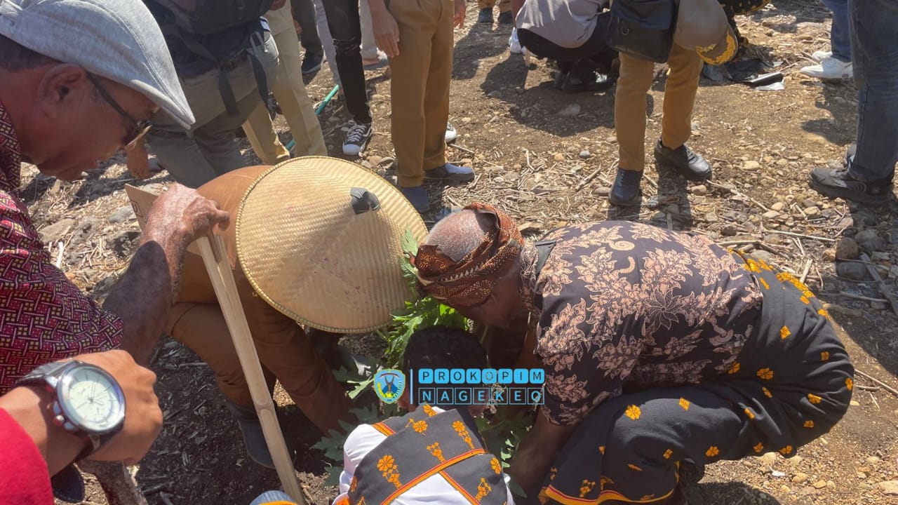 Bupati Nagekeo Tanam Perdana Pepaya California (6)