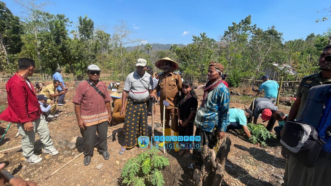 Bupati Nagekeo Tanam Perdana Pepaya California (7)