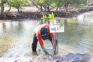 Peringati Hari Mangrove Sedunia, Wabup Nagekeo Pimpin Penanaman Mangrove di Pantai Nangadhero