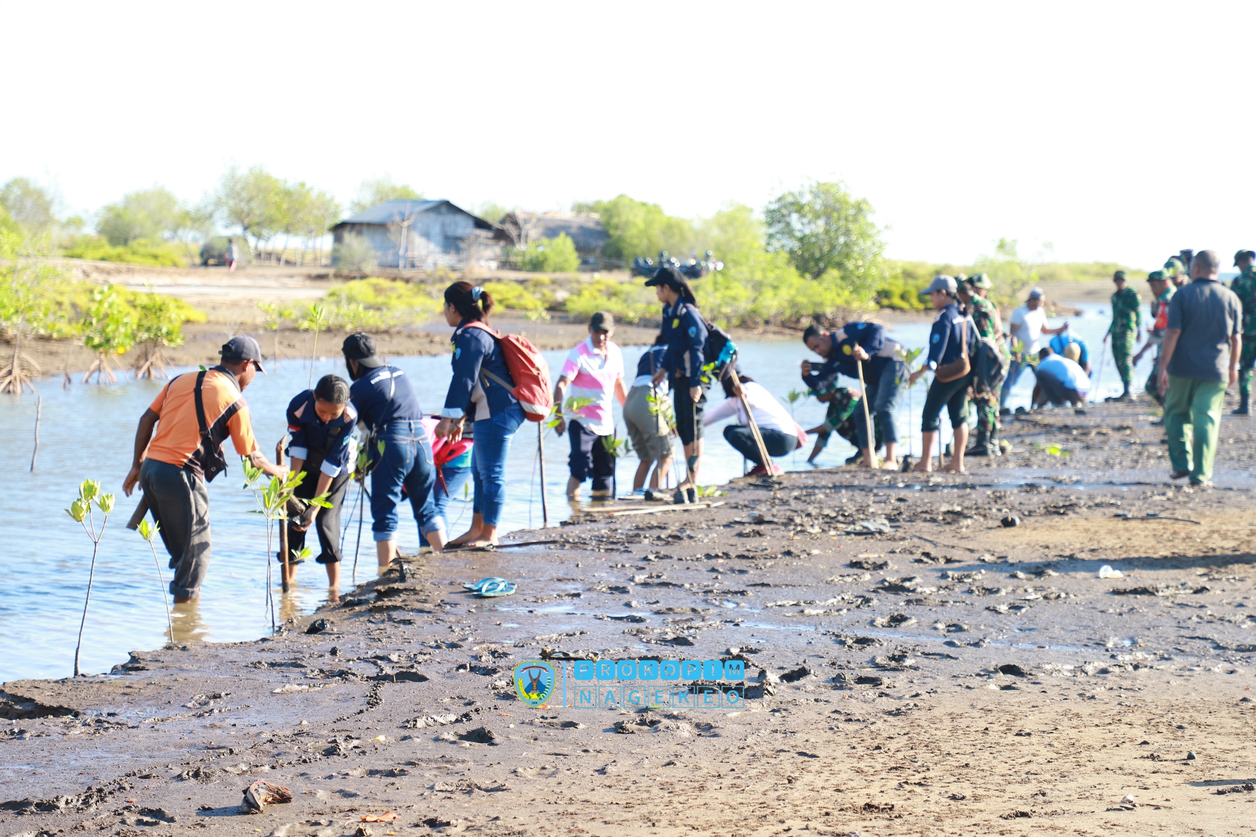 Peringati Hari Mangrove Sedunia, Wabup Nagekeo Pimpin Penanaman Mangrove di Pantai Nangadhero (4)