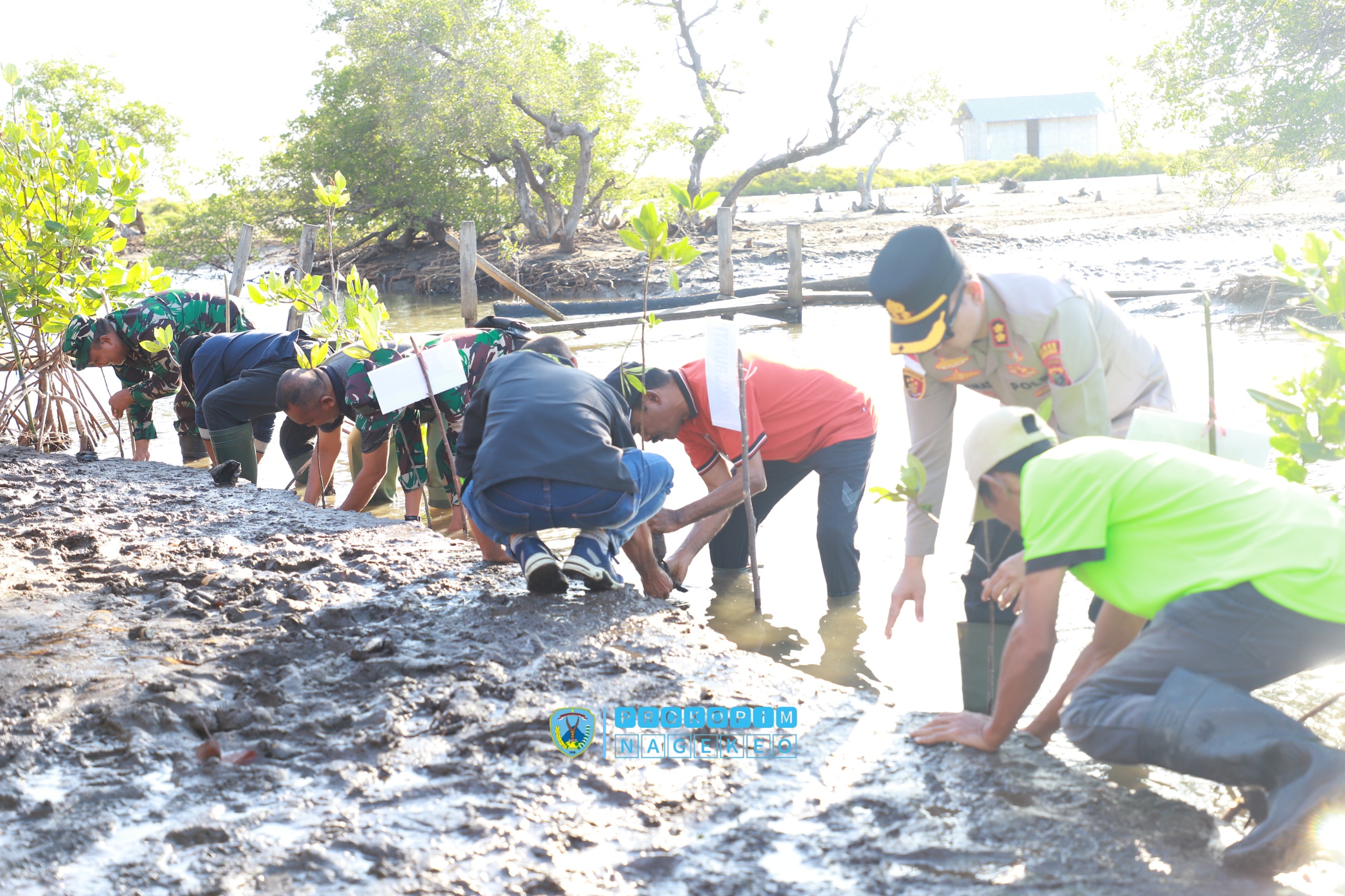 Peringati Hari Mangrove Sedunia, Wabup Nagekeo Pimpin Penanaman Mangrove di Pantai Nangadhero (5)